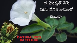 ఈ మొక్కతో తయారు చేసే సిరప్ దేనికి వాడతారో తెలుసా || datura uses in telugu