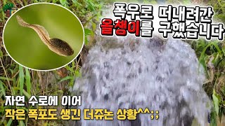 폭우로 청개구리가 전부 떠내려갔어요ㄷㄷ 논에있는 올챙이들을 최대한 구출해봅니다