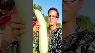 నిజంగా సొర లా ఉంది ఈ సొరకాయ #gardening #organicfarming #squash #harvest #usateluguvlogs