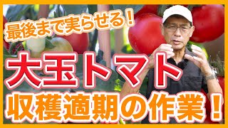 家庭菜園や農園のトマト栽培で大玉トマト収穫の秘訣！完熟させるコツとトマトの育て方！【農家直伝】