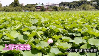 【4K】上野不忍池の蓮（2022年7月9日）