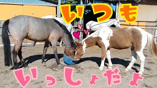 【馬の放牧】水を飲みたい馬達のやり取りが可愛い過ぎました【ツルマルボーイ様のシモベ】