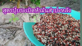 สูตรปุ๋ยระเบิดหัวมันสำปะหลัง