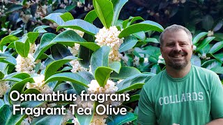 Osmanthus fragrans Fragrant Tea Olive
