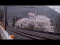 秩父鉄道 パレオエクスプレス　桜と一緒に　2015