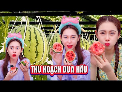 Thu Hoạch Dưa Hấu Trên Sân Thượng- NGỌT KHÔNG TƯỞNG