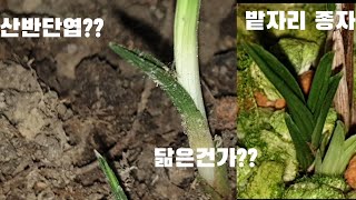 #한국춘란 #산반단엽 밭자리 투어 산채를 하긴했는데 무늬가 어디갔을까?#난초랑