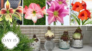 Holidays in the Garden Day 15! :: All the Amaryllis! :: Different Types of Amaryllis!