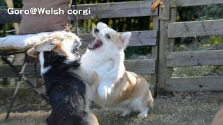 20131117 corgis homecoming Part 7, Milk Vs  Alexandra / コーギー 里帰り Goro@Welsh corgi