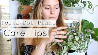 Polka Dot Plant Care Tips \u0026 Tricks | Polka Dot Houseplant Care