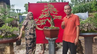 CEK HARGA BONSAI SERUT GERDUWO . 0812-5971-2925 NEGO DI BULIA.