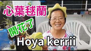 心葉毬蘭開花了 Hoya kerrii 阿美美