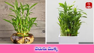 Bamboo Plant | వెదురు మొక్క | Indoor Plants | ETV Abhiruchi