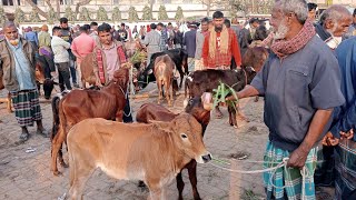 ছোট ছোট বাচ্চা গরুর দাম দর | মহাস্থান গরুর হাট | বাছুর গরুর দাম জানুন