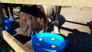 Doc Apple Bobbing