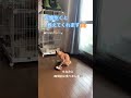 【保護猫】 4兄弟　クセ強い猫😸　 shorts ねこのいる生活 cat