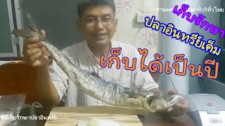 เก็บรักษาปลาอินทรีย์เค็มทั้งตัวไม่ให้เน่า|ชานทฅนนนท์ พาทัวร์ทั่วไทย