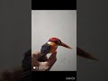 kingfisher/ Kingfisher bird sound #wildlife  #birds #nature #kingfisher #shorts #viral #viralvideo