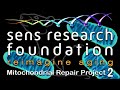 SENS Research Foundation — MitoMouse Project | Lifespan.io Crowdfunding Campaign