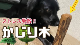 【かじり木】ストレス発散犬のおもちゃ#dog #犬のいる暮らし #犬のおもちゃ #愛犬 #おすすめ #ミックス犬 #癒し #dogs #犬