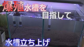 【アクアリウム】#02 レッドビーシュリンプ 爆殖水槽をめざして 水槽立ち上げ編