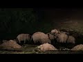 wild elephant bath at aanakkulam near mankulam idukki kerala