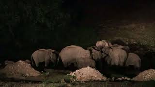 Wild Elephant Bath at Aanakkulam near Mankulam, Idukki, Kerala