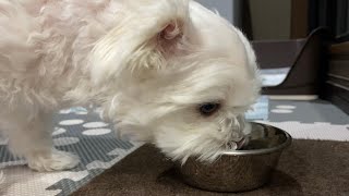 【検証】愛犬が水を飲む様子をスローで見てみたらまさかの結果に…【マルチーズ】