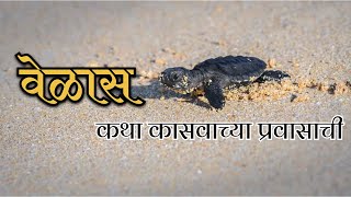 वेळास कासव महोत्सव 2024 | कासवांची जत्रा | Olive Ridley Turtles | Kasav Mahotsav | Mohan Upadhye Sir