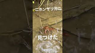 絶滅危惧種！ニホンザリガニ見つけた！