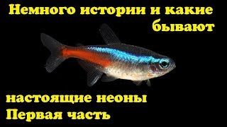 Немного истории и какие бывают настоящие неоны. Часть первая