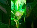 beautiful leaf 🍀🍀 in my home garden trendingshorts nature mygardenflowers