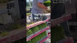 #이앙기모판뜨기 달인이네~ #얀마6조이앙기