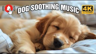 3 and a Half Hours of Calming Music for Dogs🎵Helped 4 Million Dogs Worldwide! NEW!