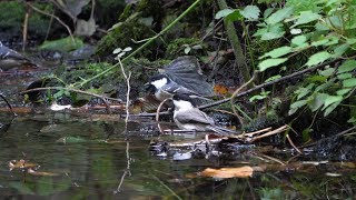 河口湖フィールドセンターのヒガラとコガラの水浴び　その４（4K60P動画）