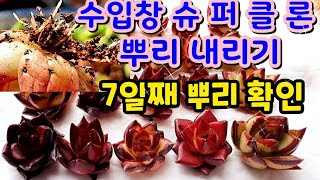 다육이 수입 슈퍼클론 뿌리 내리기 7일째 ☆뿌리 같이 확인해 볼까요☆♦️수입창 뿌리 빨리 내리기 꿀팁♦️Succulent plant Succulents