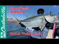 Slow Pitch Rod Jigging For Yellowtail. From drop to jigging to hookup to gaff.