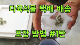 ★ 다육식물 택배배송 포장 방법 #1탄 ★succulent plant package