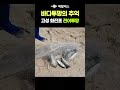 바다투망 추억영상 고성 동해바다 화진포해수욕장 대전어투망 속초에서 오신 투망달인 화진포해변 봄전어 떡전어 그물낚시 수제투망 castnet fishing playpesca