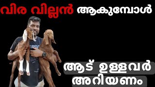 ആടിന് വിര വില്ലൻ ആവാതിരിക്കാൻ അറിയണം ഇതെല്ലാം