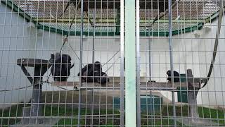 2021.10.12 12:00 釧路市動物園 チンパンジー 🐵ゆみのすけ一家ののんびりタイム