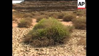 Rain brings the desert back to life