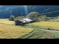 日本の原風景　長野県伊那市高遠町　黄金色の稲穂　美しい