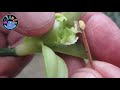 വാനിലയിലെ കൃത്രിമ പരാഗണം artificial pollination in vanilla i science malayalam