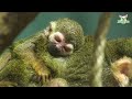 baby squirrel monkey boom at zoo vienna