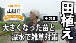 就農５年目の山田君　その８・田植え　大きくなった苗と深水で雑草対策