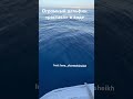 Огромный дельфин растаял в воде экскурсиившармэльшейх