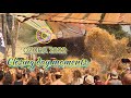 Ozora Festival 2022 Closing day Highlights - Tsuyoshi Suzuki, Pixel, Killerwatts, Supermodule Live.