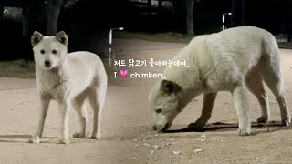 몇 달째 공원을 떠돌아 다니는 유기견 봉택이 이야기 | 진돗개 봉순 vlog