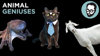 The 7 Smartest Animals In The World | Answers With Joe